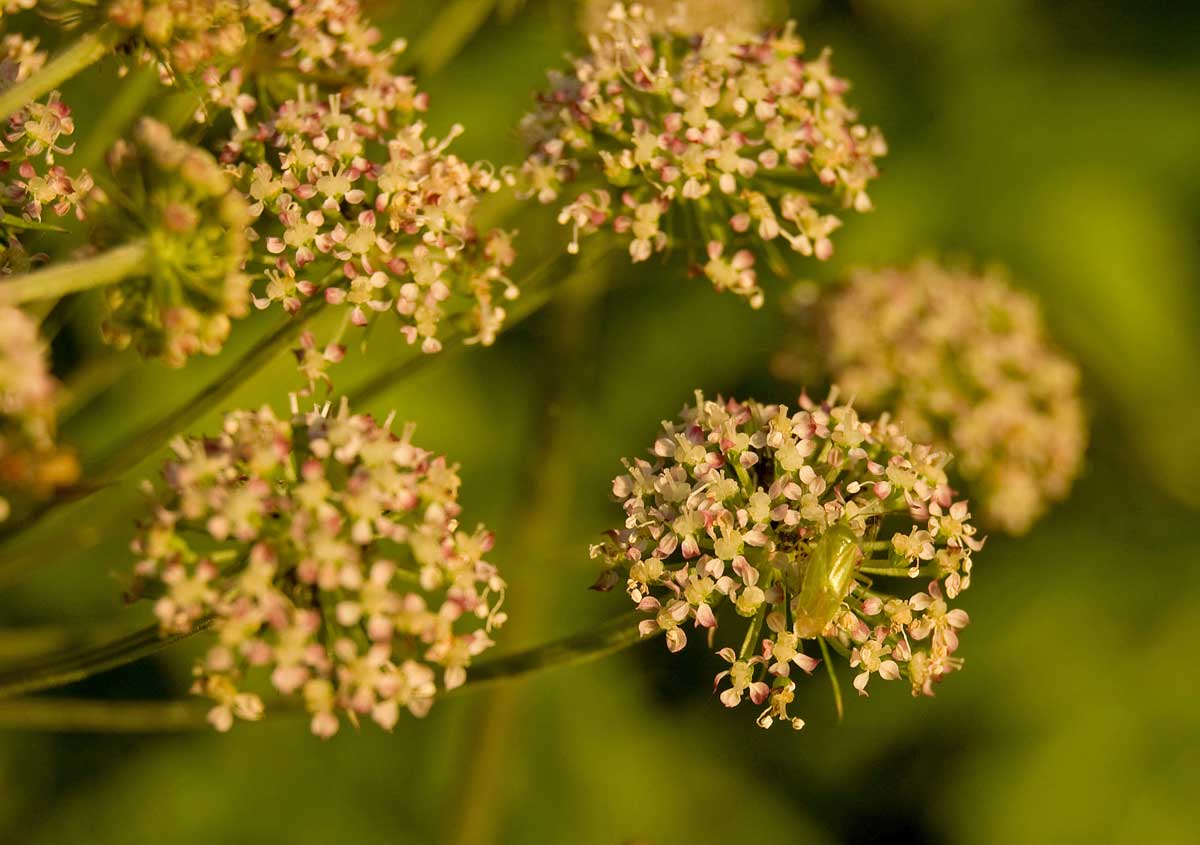 Изображение особи Angelica sylvestris.