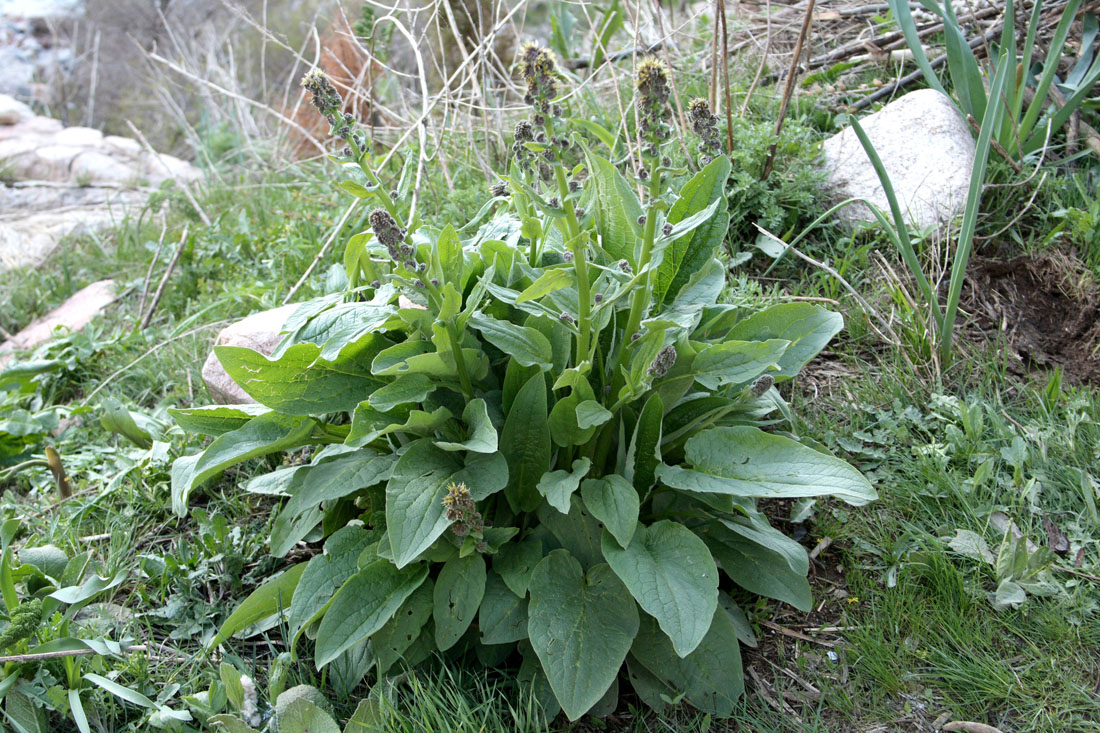 Изображение особи Solenanthus circinnatus.