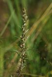 Omalotheca sylvatica. Соцветие. Ленинградская обл., Всеволожский р-н, окр. дер. Лаппелово, очищенная от деревьев полоса между ж.-д. путями и смешанным лесом. 14.08.2017.