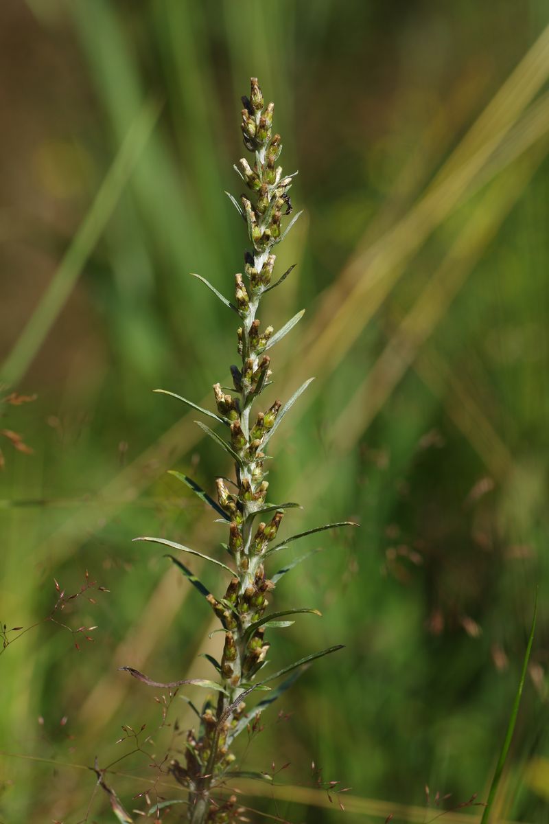 Image of Omalotheca sylvatica specimen.