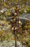 Ligularia sibirica. Верхушка сухого плодоносящего побега. Челябинская обл., хребет Уреньга, зона курумов на гребне между Второй и Первой сопками, ≈ 1100 м н.у.м. 16 сентября 2017 г.