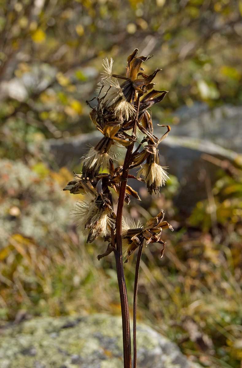 Image of Ligularia sibirica specimen.