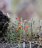 Cladonia macilenta