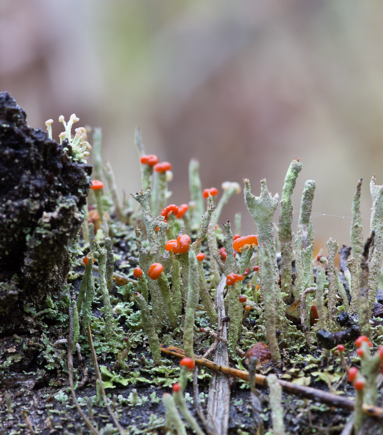 Image of Cladonia macilenta specimen.