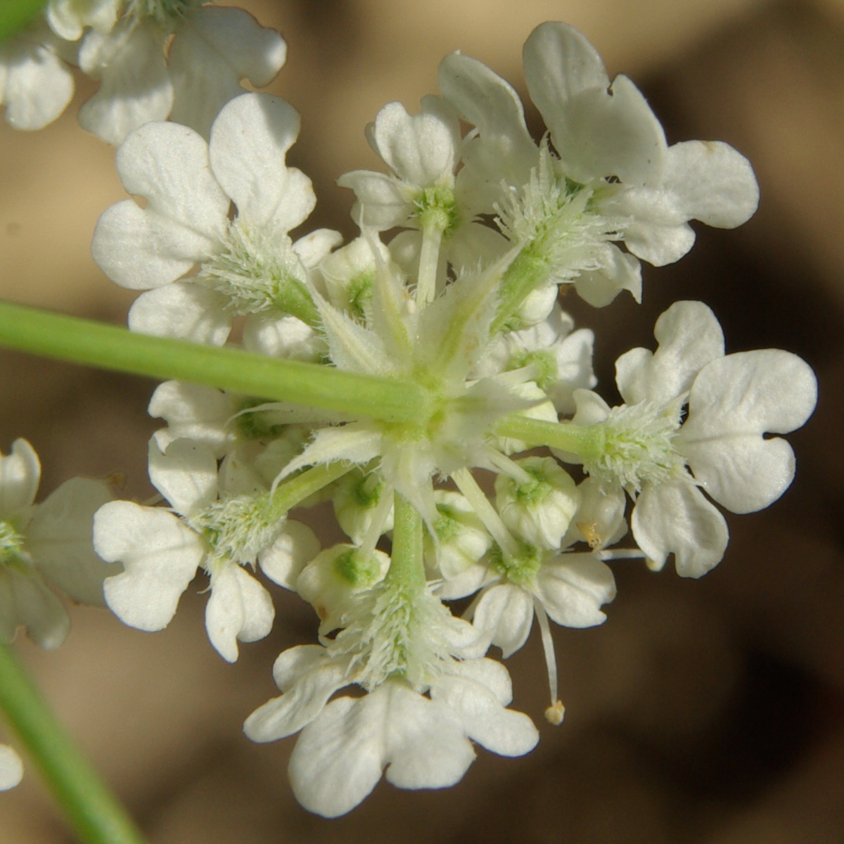 Изображение особи Astrodaucus littoralis.