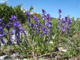 Polygala hybrida