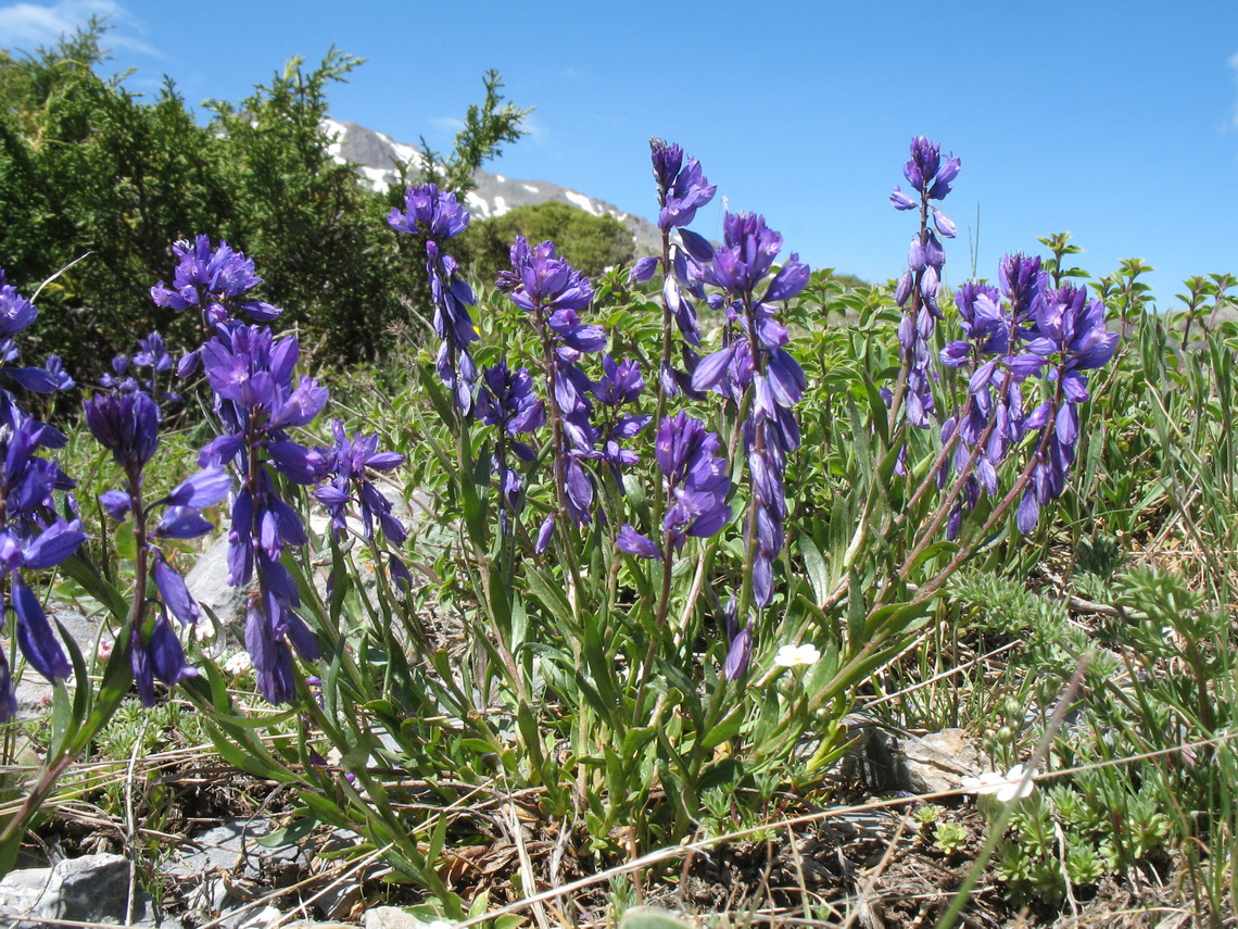 Image of Polygala hybrida specimen.