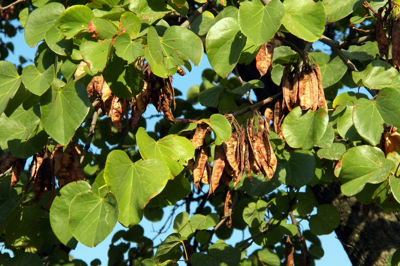 Image of Cercis siliquastrum specimen.