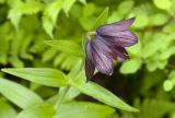 Fritillaria camschatcensis