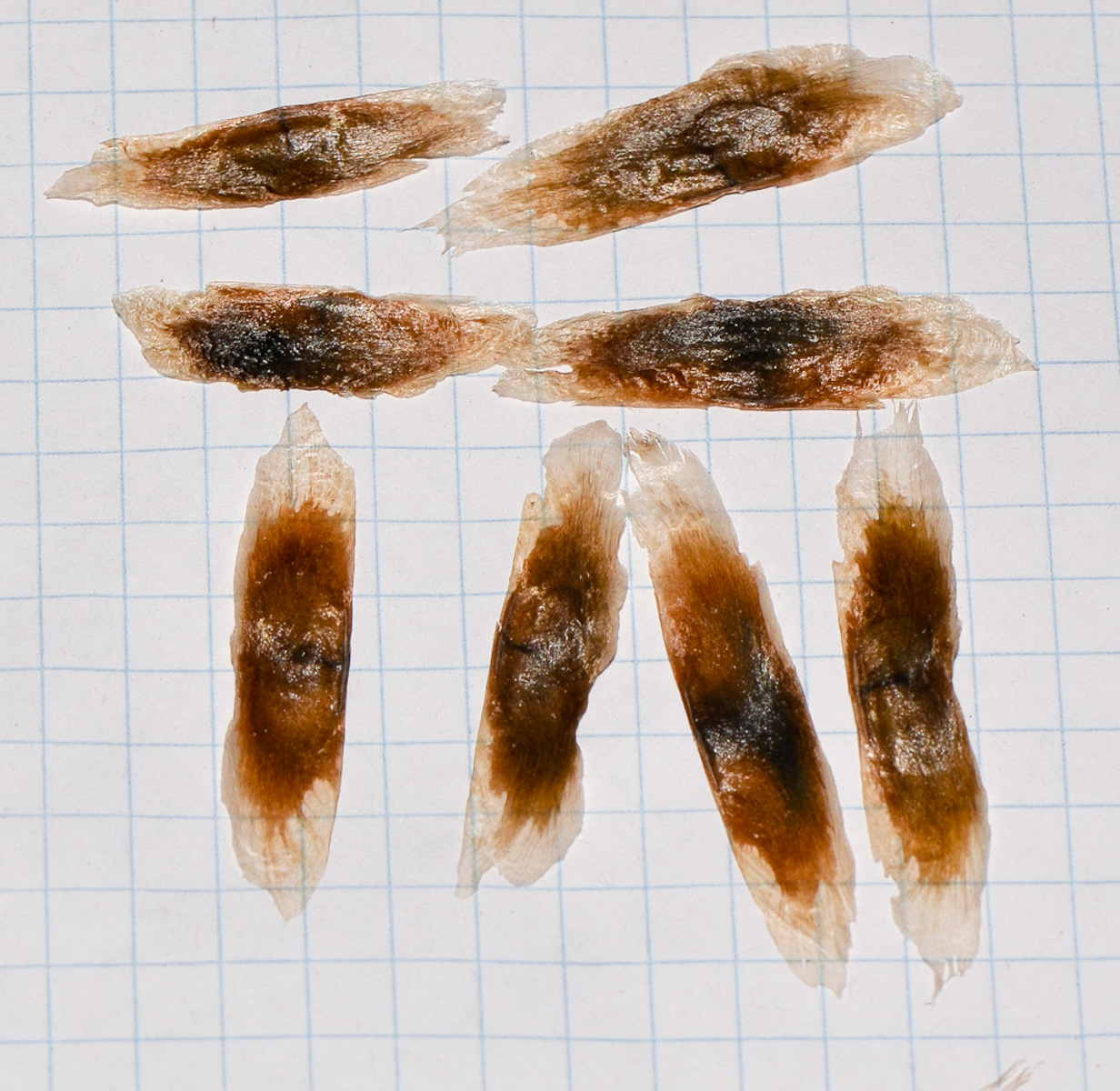 Image of Dolichandra unguis-cati specimen.