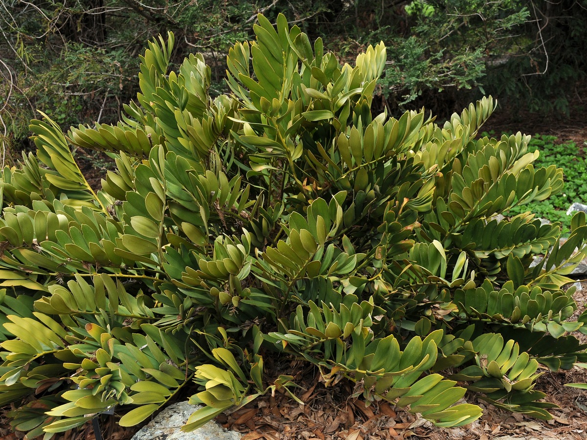 Image of Zamia furfuracea specimen.