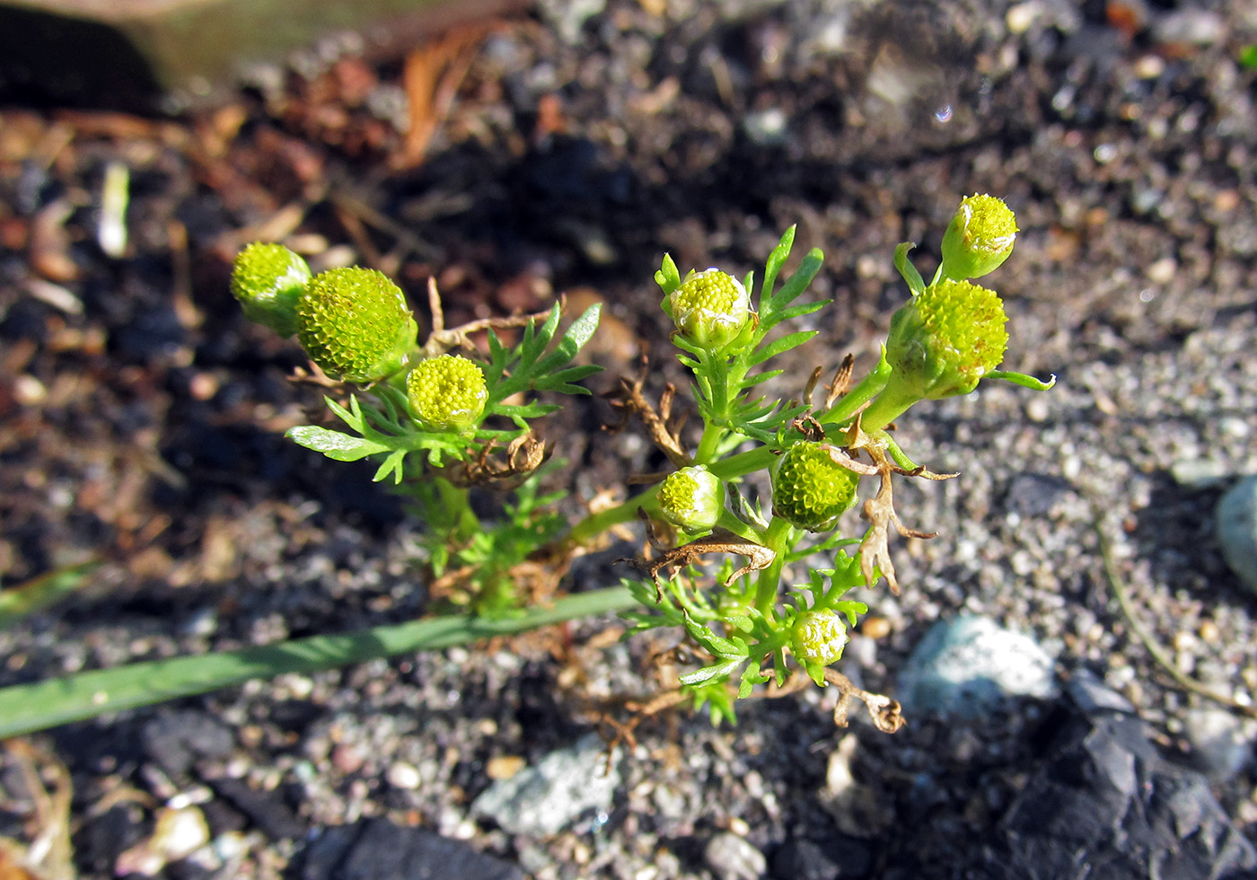 Изображение особи Matricaria discoidea.