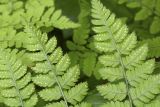 Dryopteris amurensis. Часть вайи с сорусами (вид снизу). Сахалинская обл., Охинский р-н, п-ов Шмидта, ельник зеленомошный. 19.07.2017.