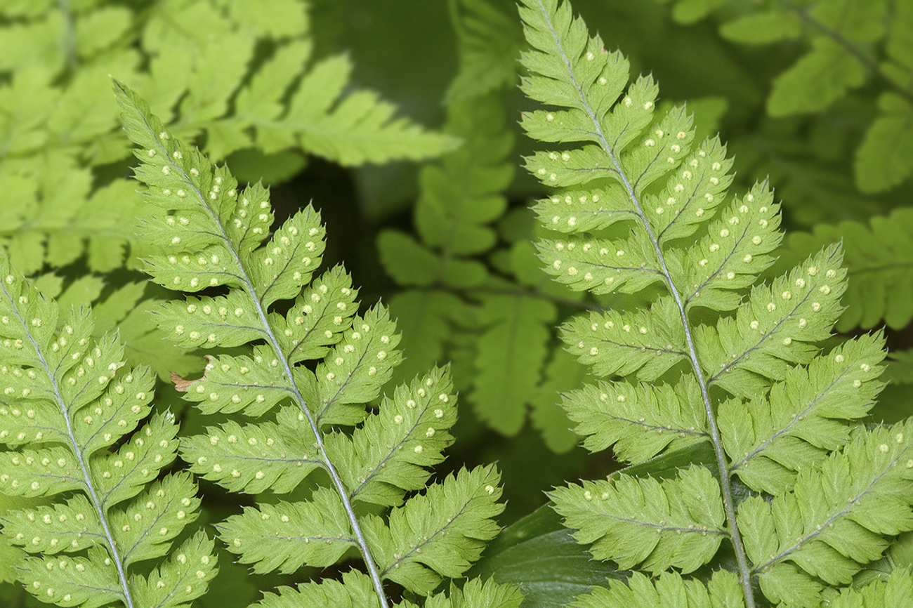 Изображение особи Dryopteris amurensis.