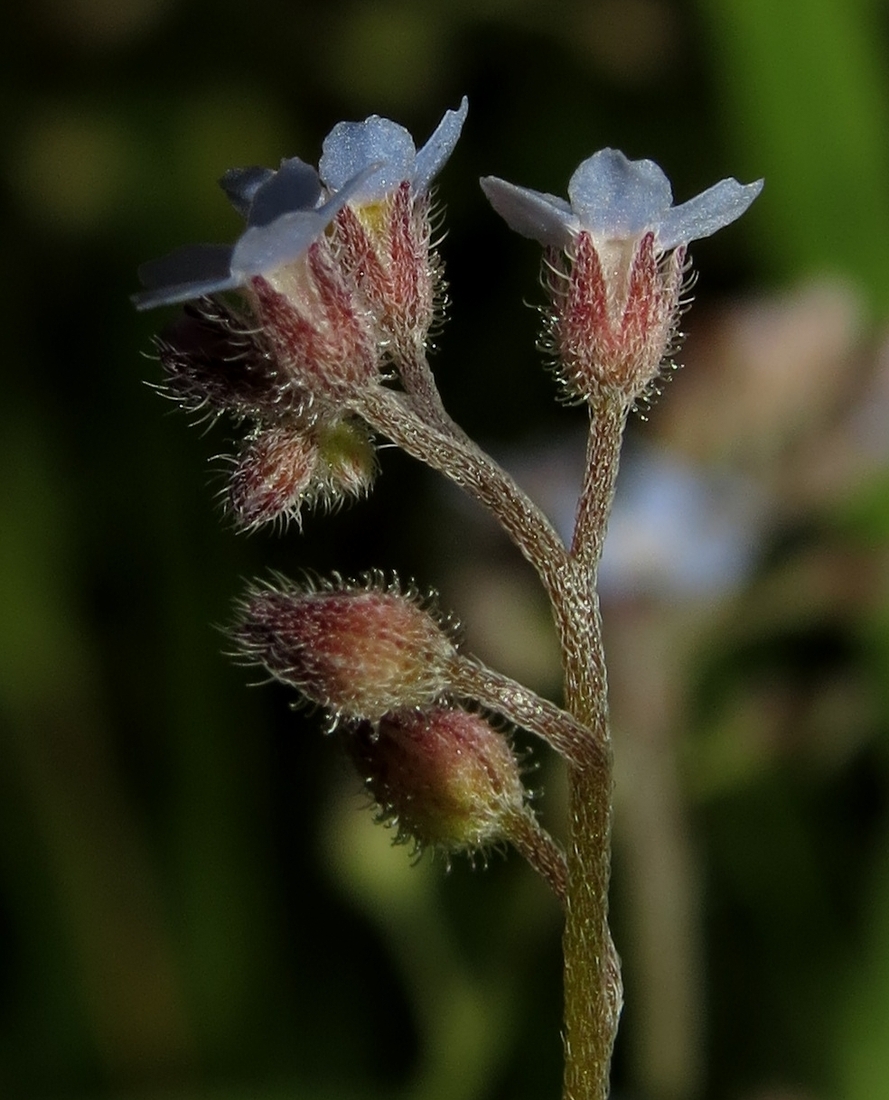 Изображение особи род Myosotis.