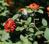 Viburnum lantana