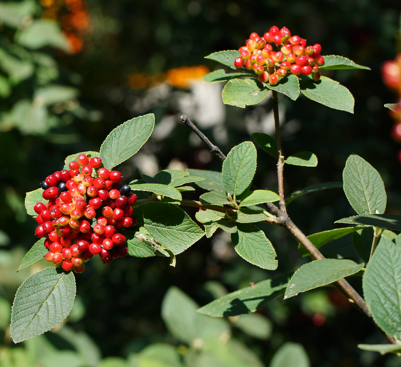 Image of Viburnum lantana specimen.