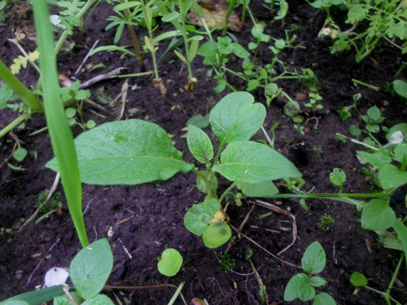 Изображение особи Solanum tuberosum.