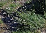 Alopecurus glacialis. Цветущие растения. Кабардино-Балкария, Эльбрусский р-н, гора Чегет, ≈ 2700 м н.у.м., каменистый склон. 13.07.2016.