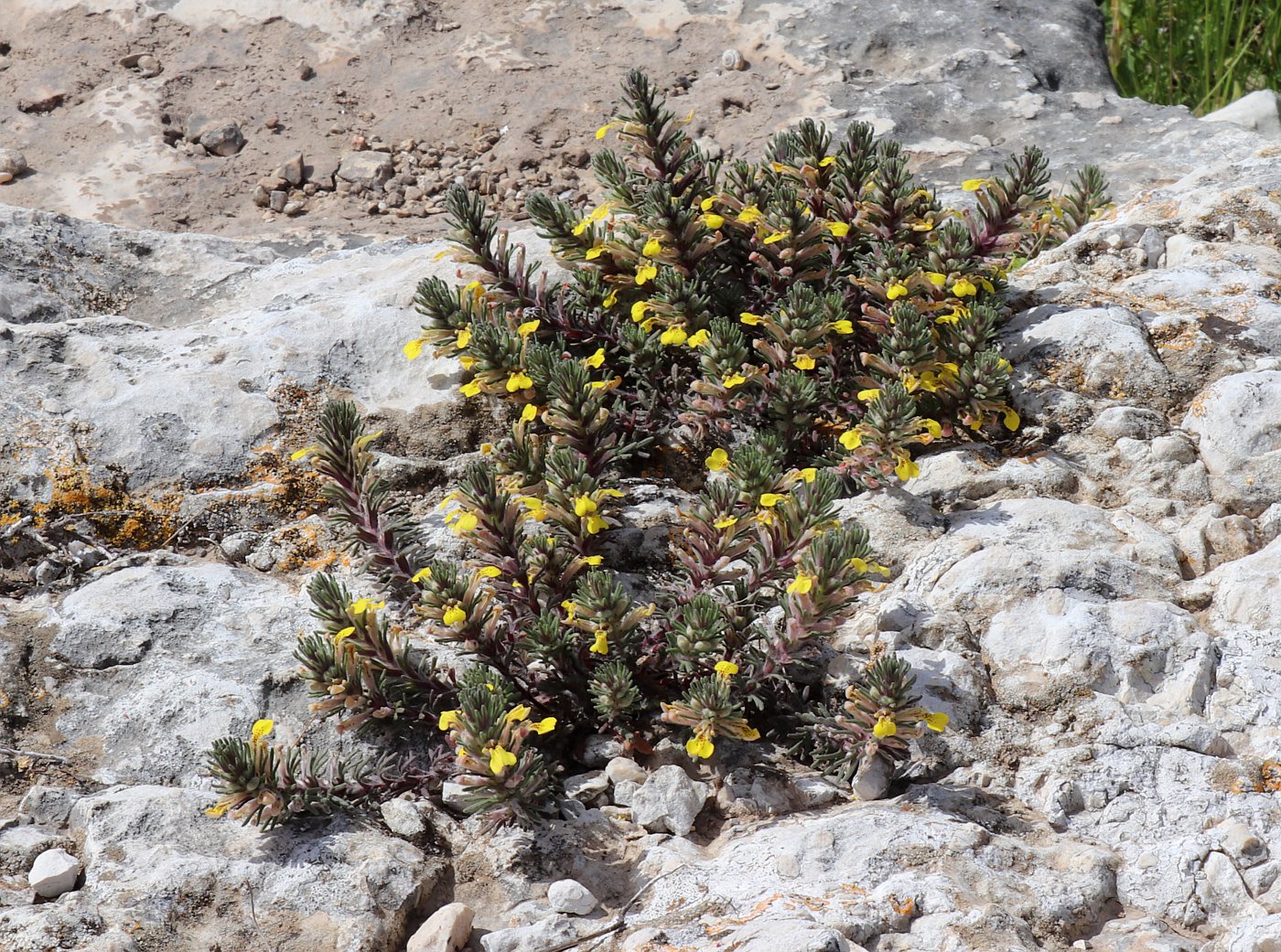 Image of Ajuga chamaepitys specimen.