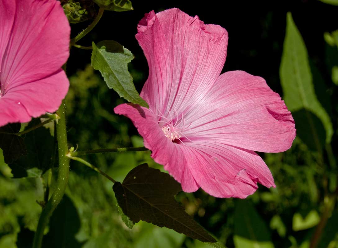 Image of Malva trimestris specimen.