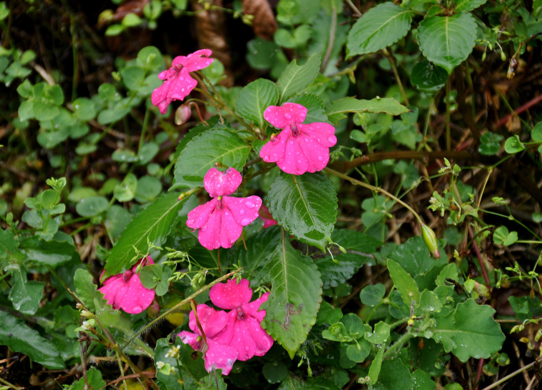 Изображение особи Impatiens walleriana.