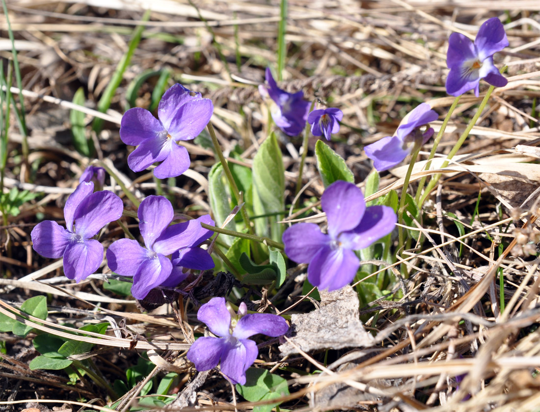 Image of Viola hirta specimen.