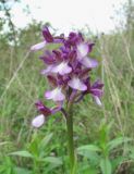 Anacamptis morio подвид caucasica. Соцветие. Краснодарский край, Абинский р-н, юж. окр. ст. Холмская, окраина луга. 24.04.2018.