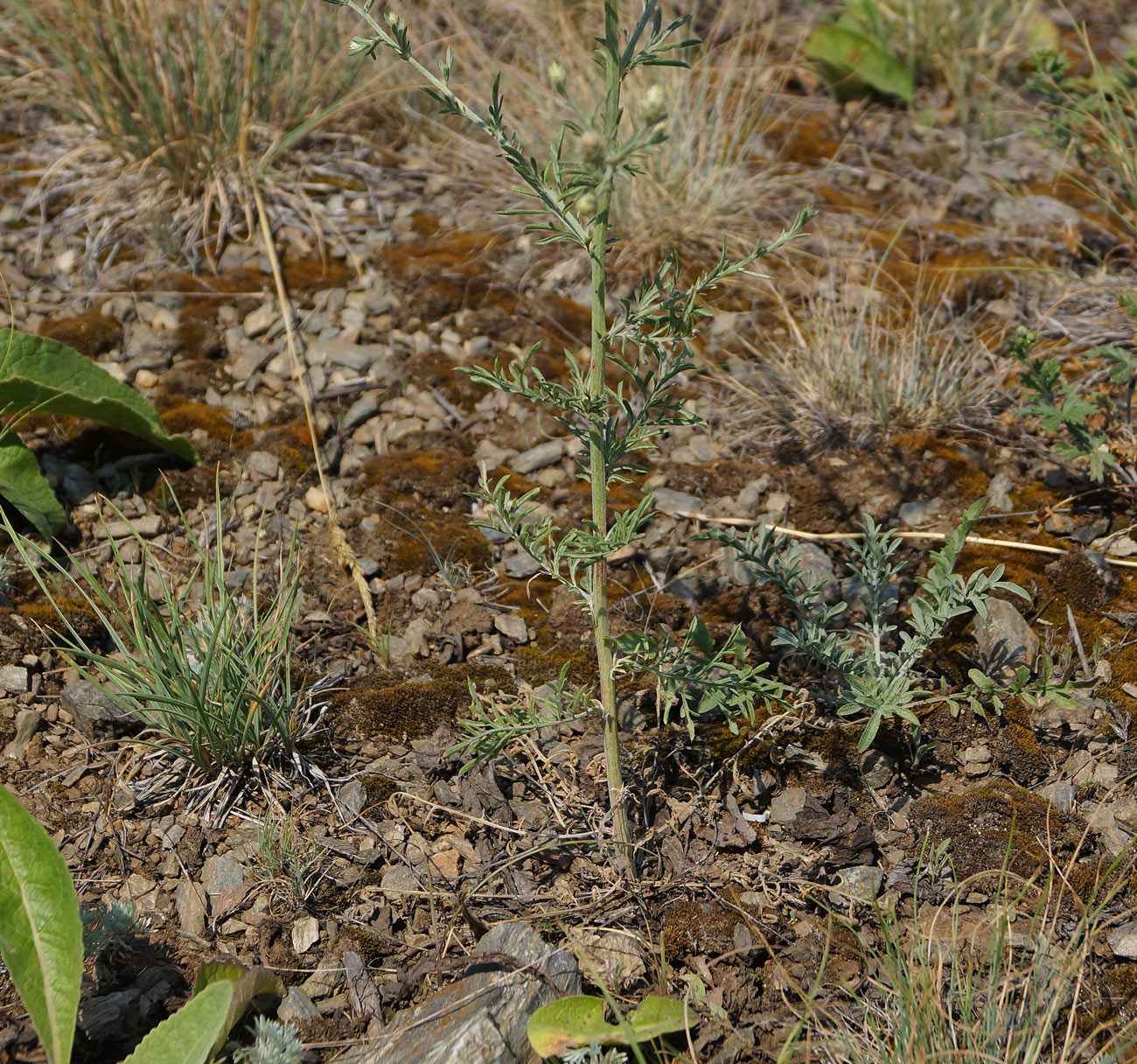 Image of Centaurea diffusa specimen.