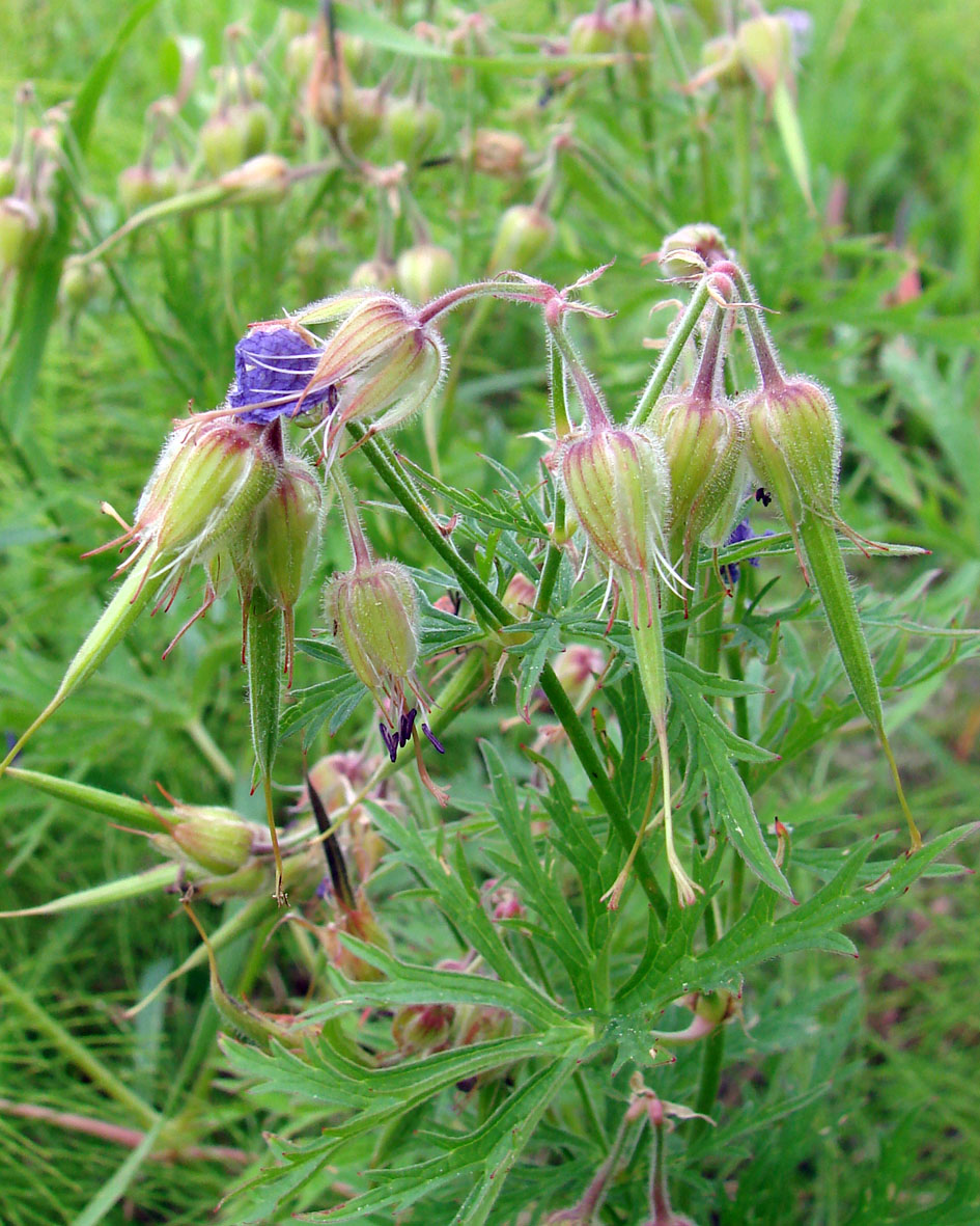 Image of Geranium transbaicalicum specimen.