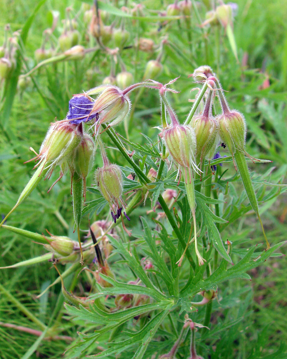 Изображение особи Geranium transbaicalicum.