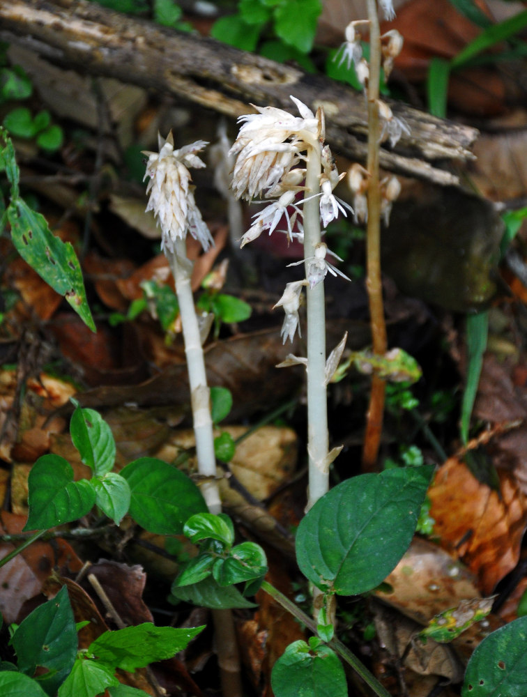 Изображение особи Epipogium roseum.