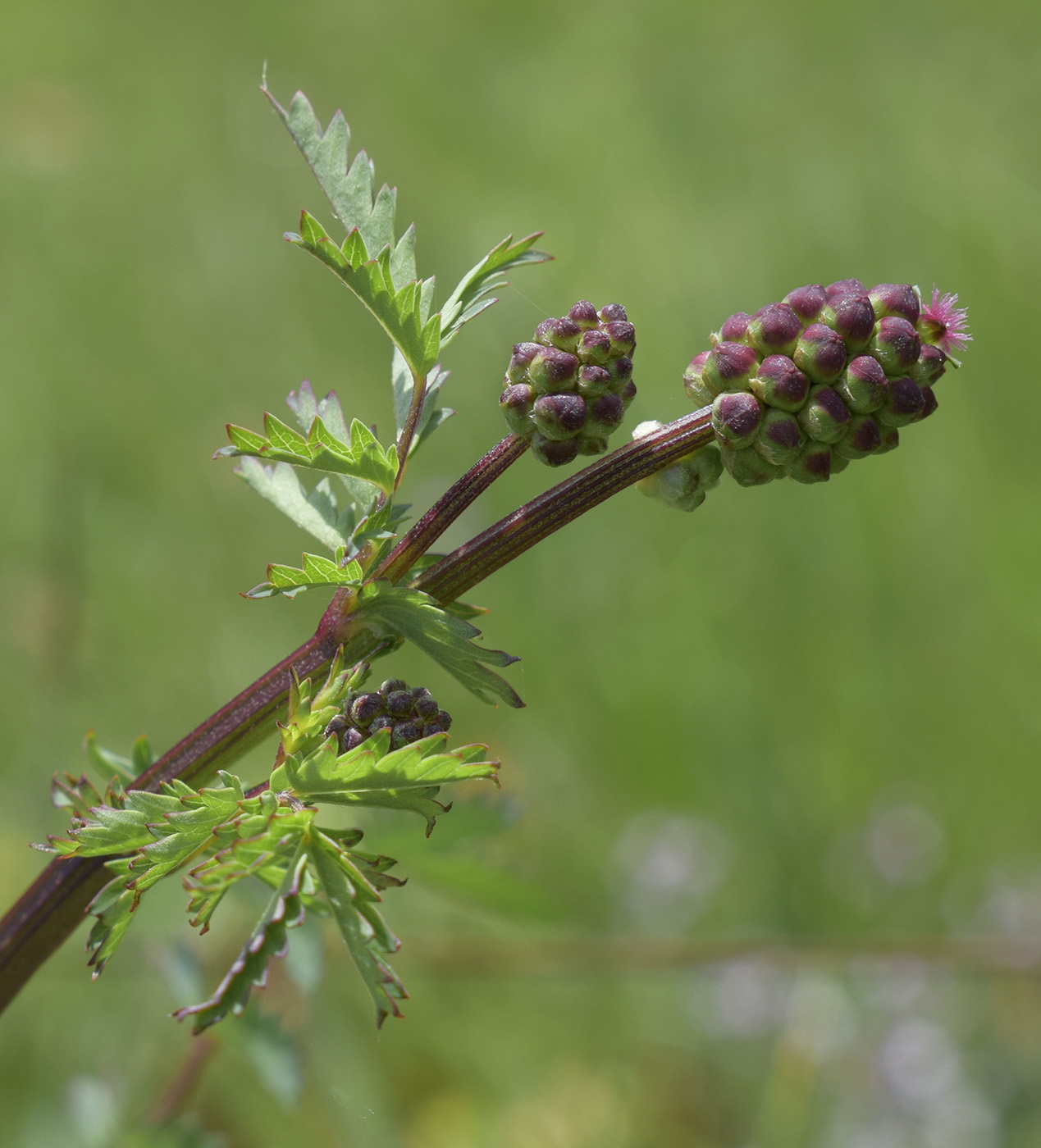 Image of Poterium sanguisorba specimen.