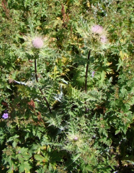Image of Cirsium obvallatum specimen.