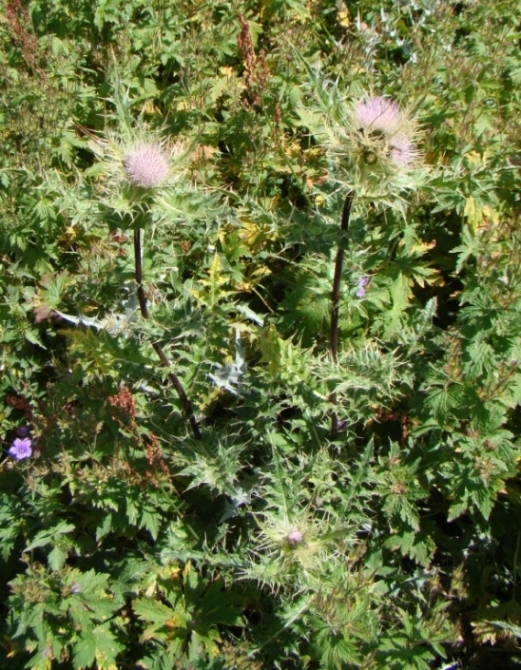 Изображение особи Cirsium obvallatum.