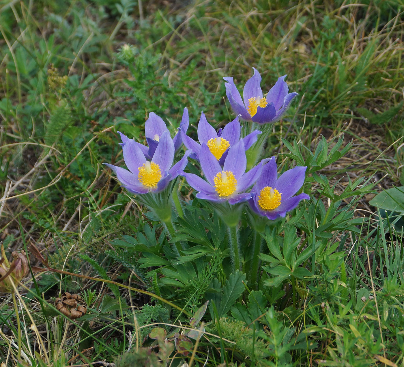 Изображение особи Pulsatilla patens.