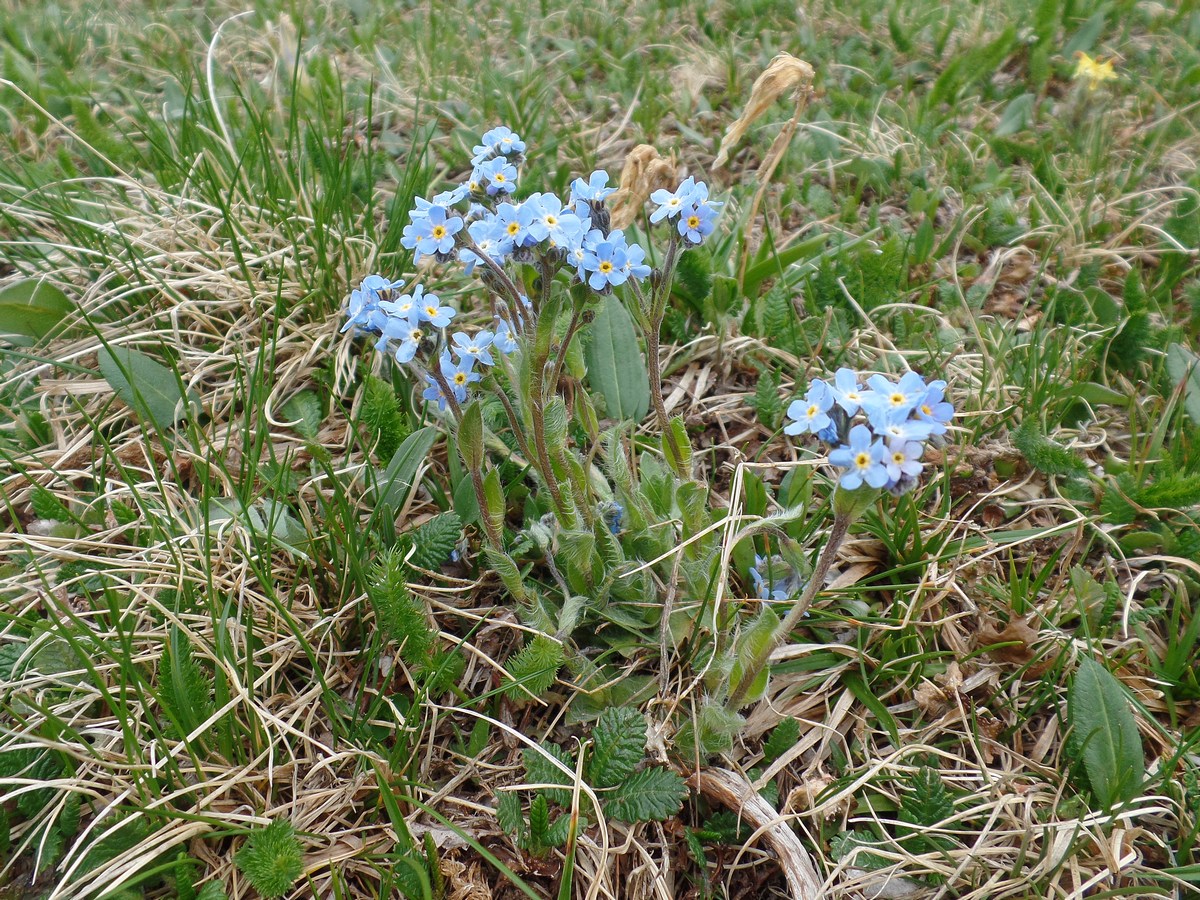 Изображение особи Eritrichium villosum.