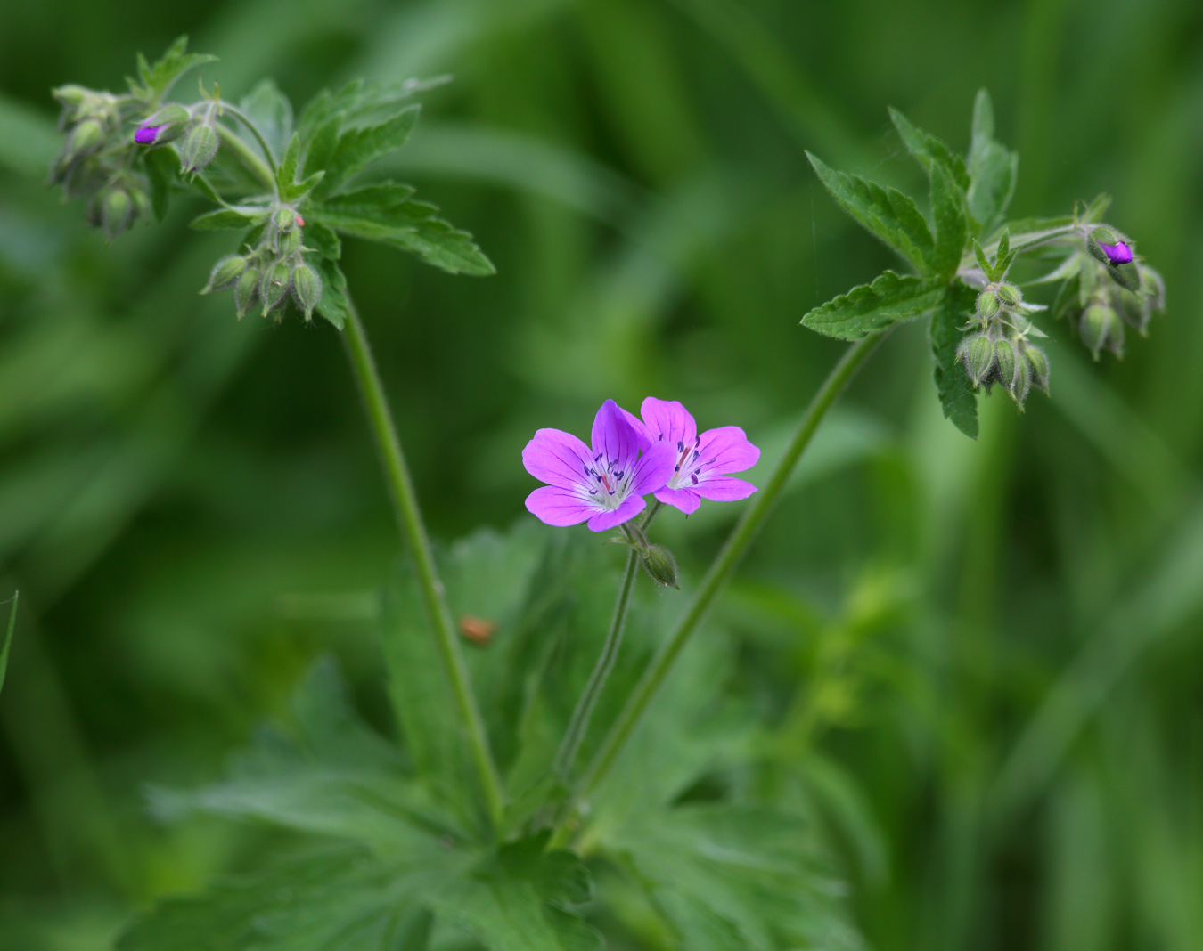 Изображение особи Geranium sylvaticum.