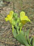 genus Linaria. Верхушка побега с соцветием. Крым, Тарханкутский п-ов, окр. балки Большой Кастель, разреженная степь на кромке приморского обрыва. 6 июля 2018 г.