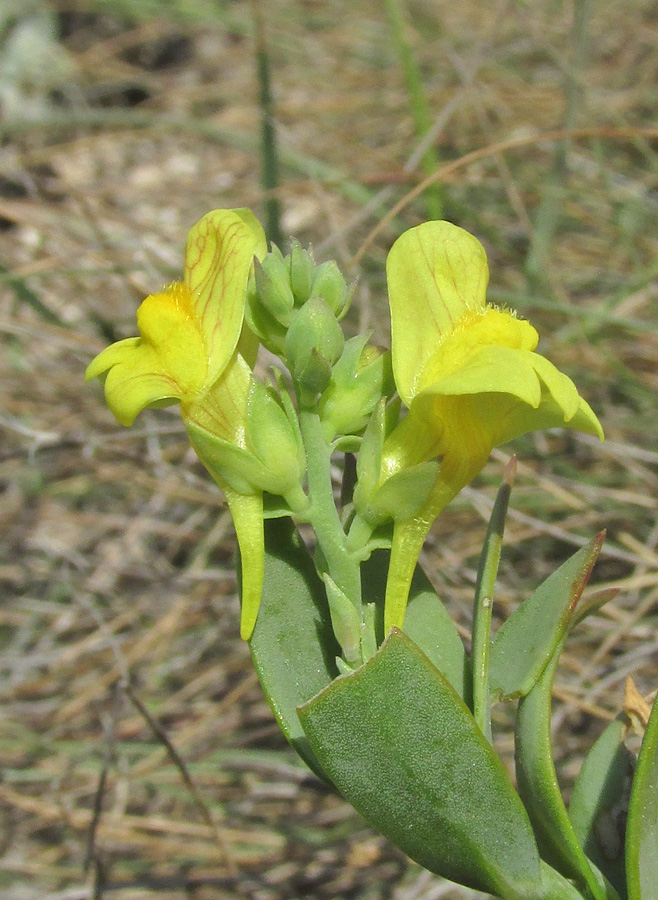 Image of genus Linaria specimen.