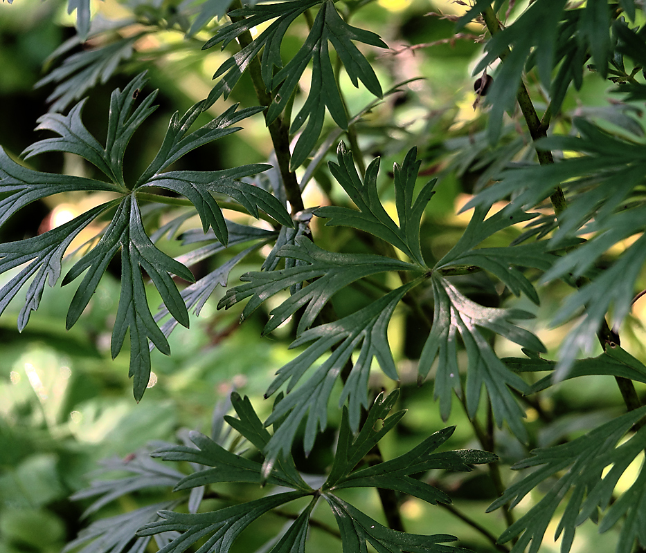 Image of Aconitum &times; stoerkianum specimen.