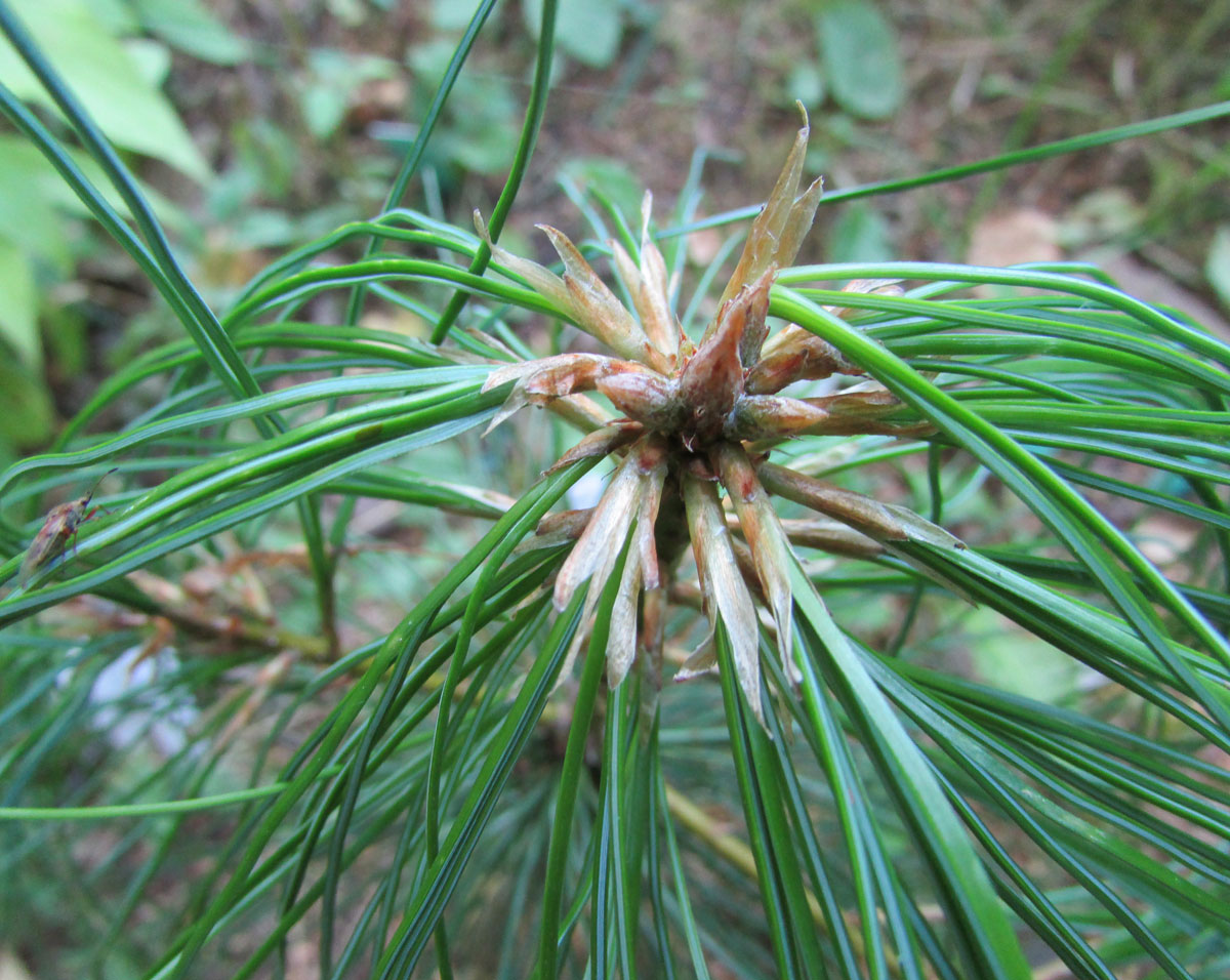 Image of genus Pinus specimen.