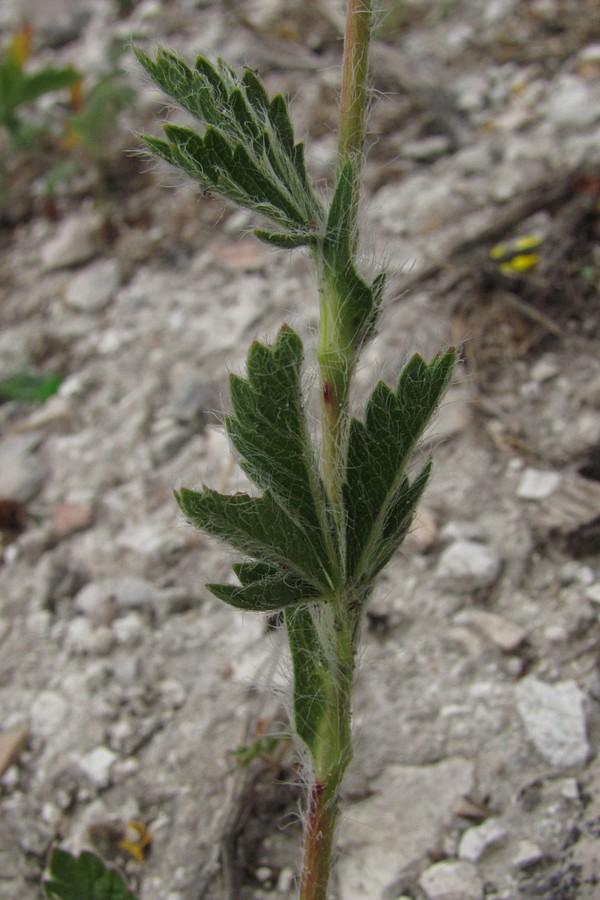 Изображение особи Potentilla recta.
