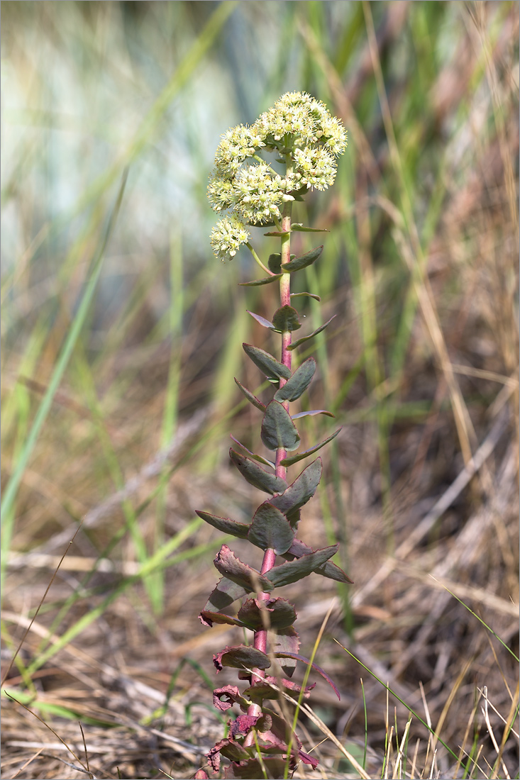 Image of Hylotelephium ruprechtii specimen.