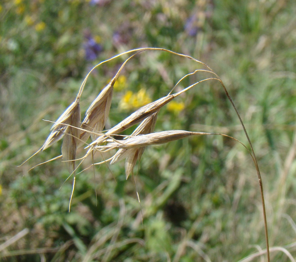 Image of genus Bromus specimen.