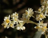 Olea europaea