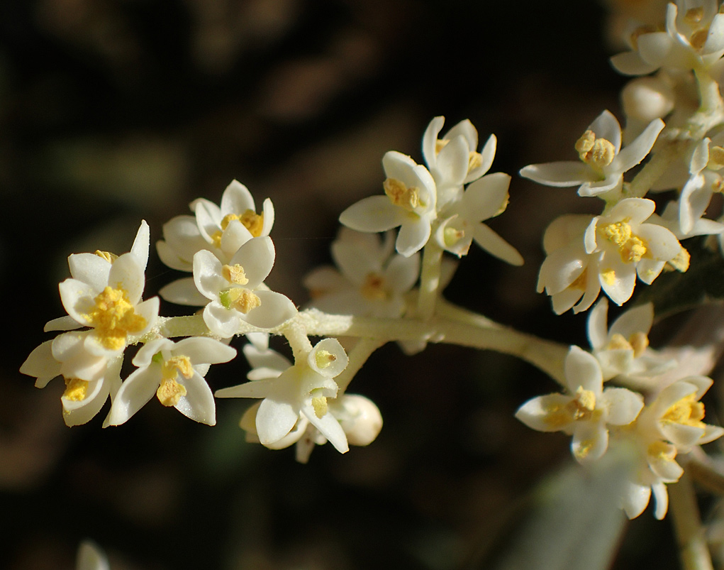 Изображение особи Olea europaea.