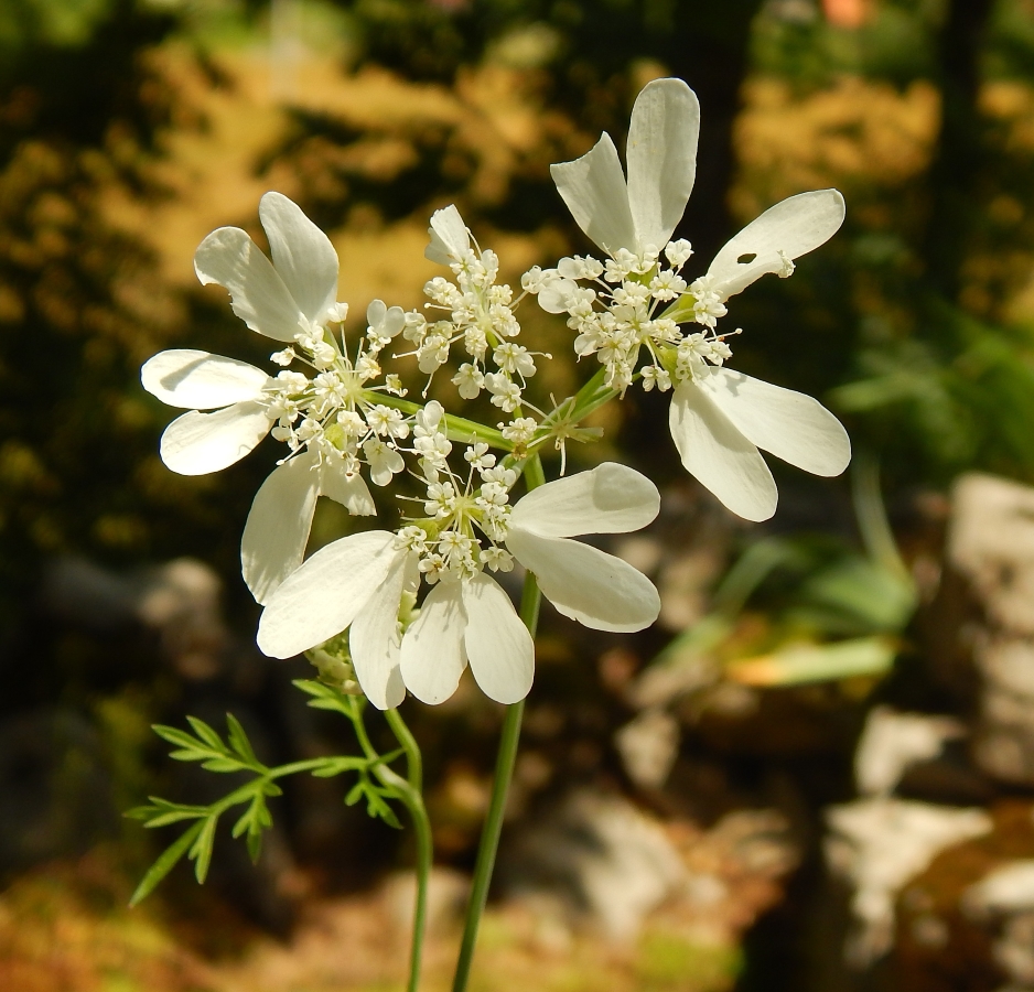 Изображение особи Orlaya daucoides.