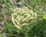 Zosima absinthifolia. Соплодие. Дагестан, Кумторкалинский р-н, близ ж. д. 06.05.2018.