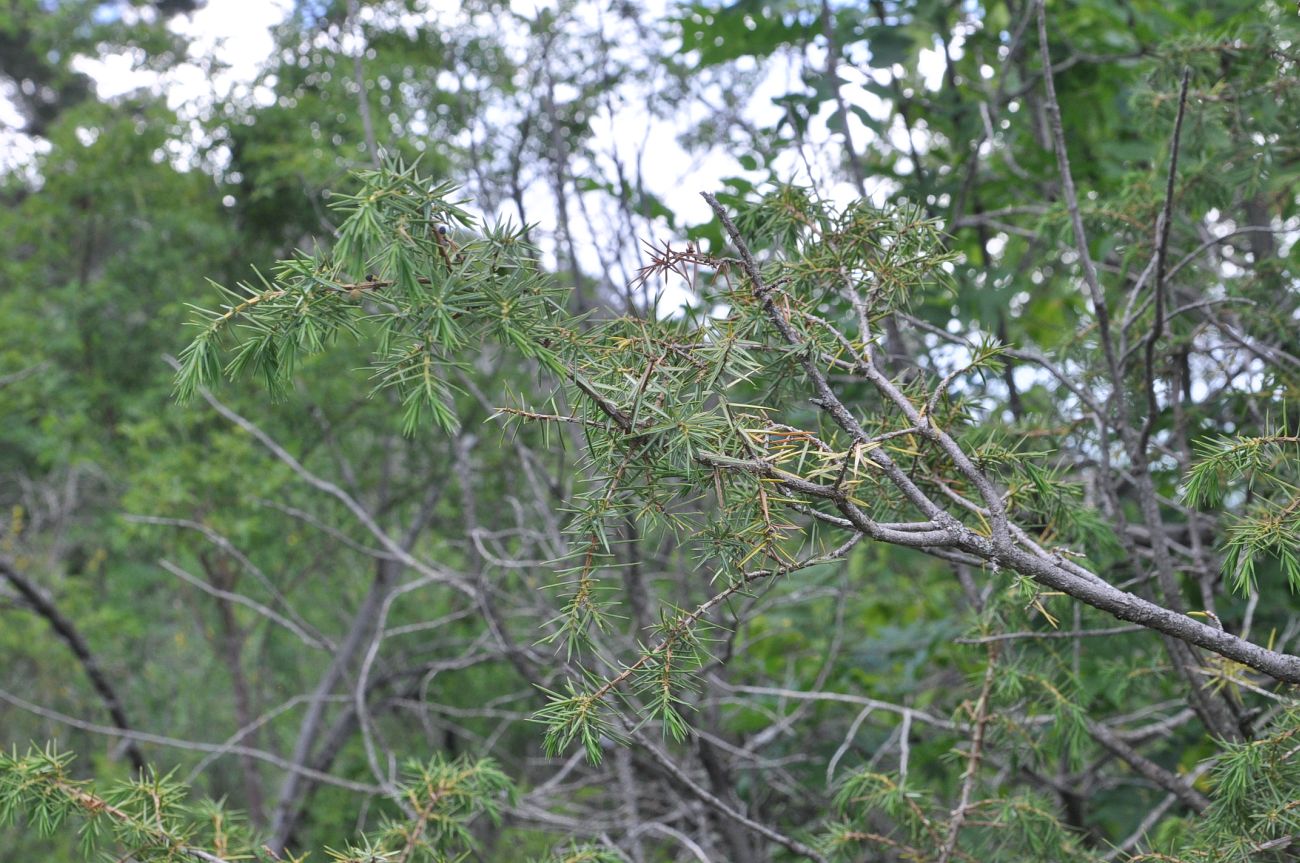 Изображение особи Juniperus oblonga.